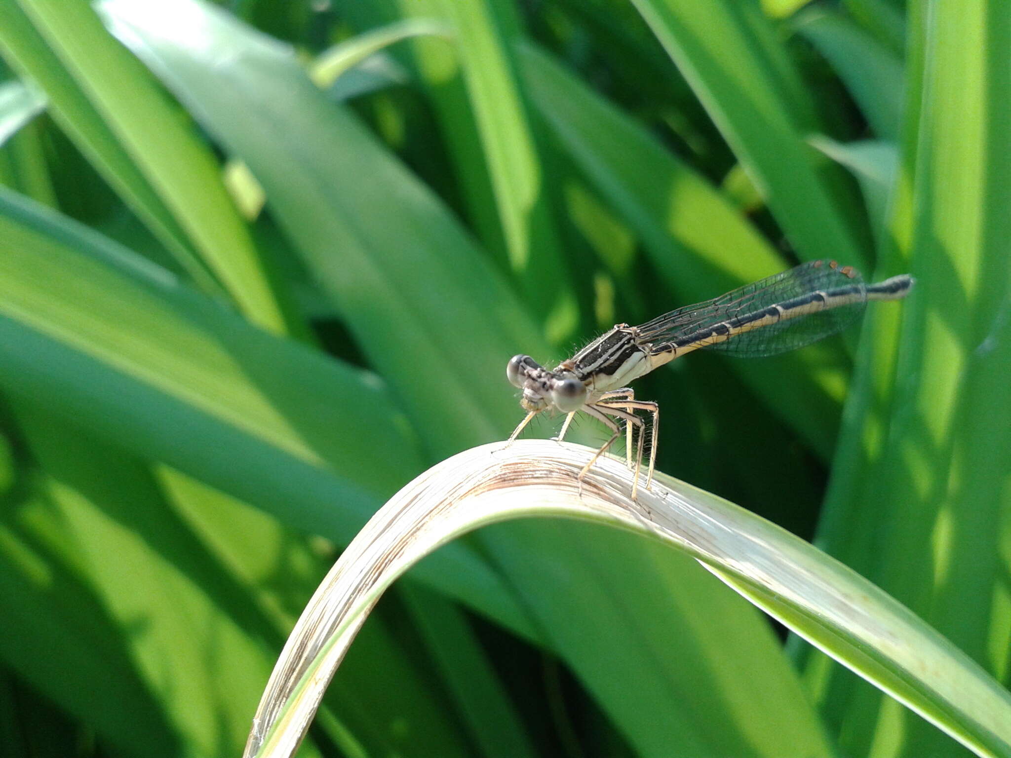 Image of Platycnemis phyllopoda Djakonov 1926