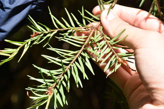 Image of Pseudotsuga sinensis var. sinensis