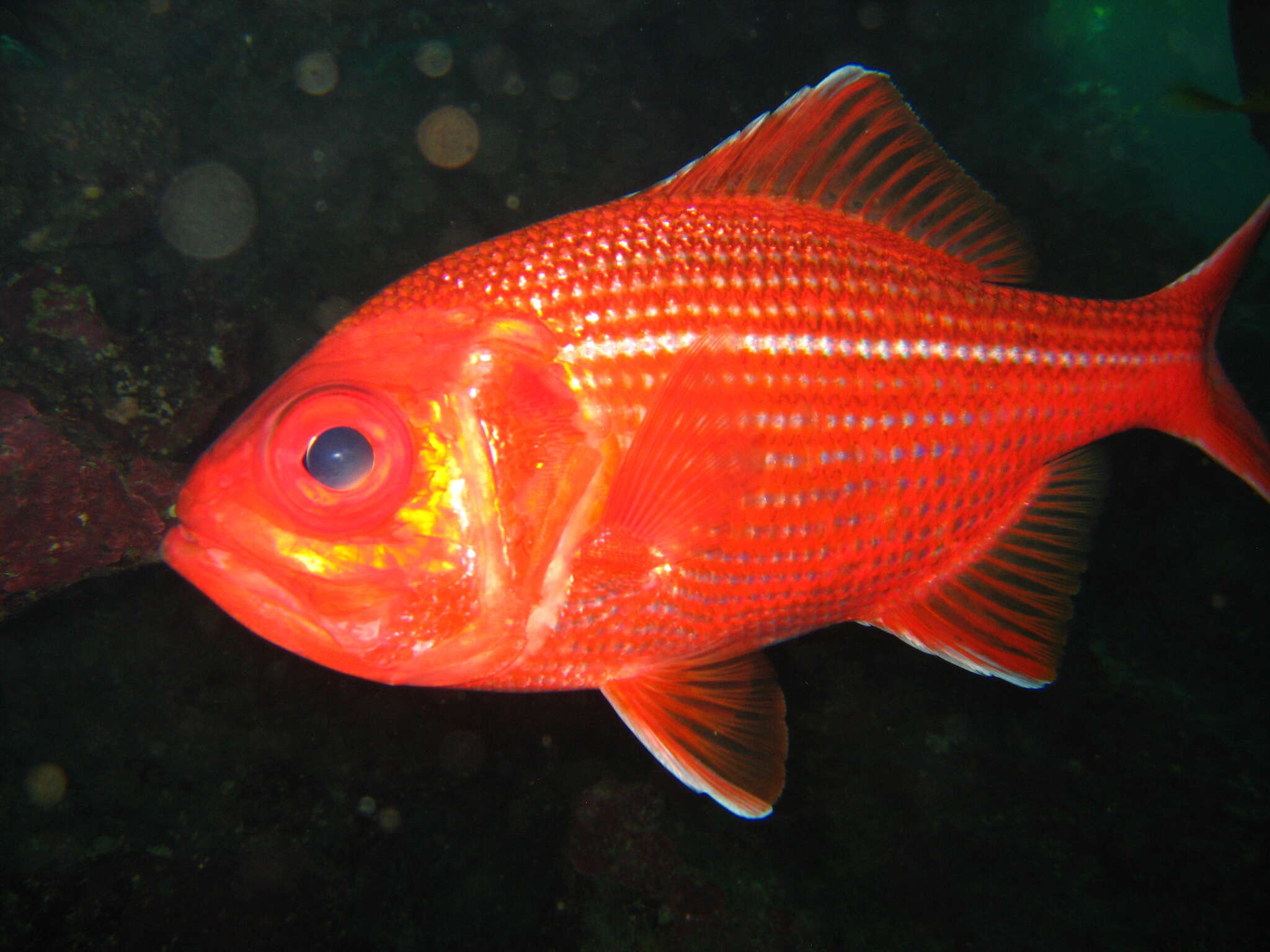 Image of Bight red fish