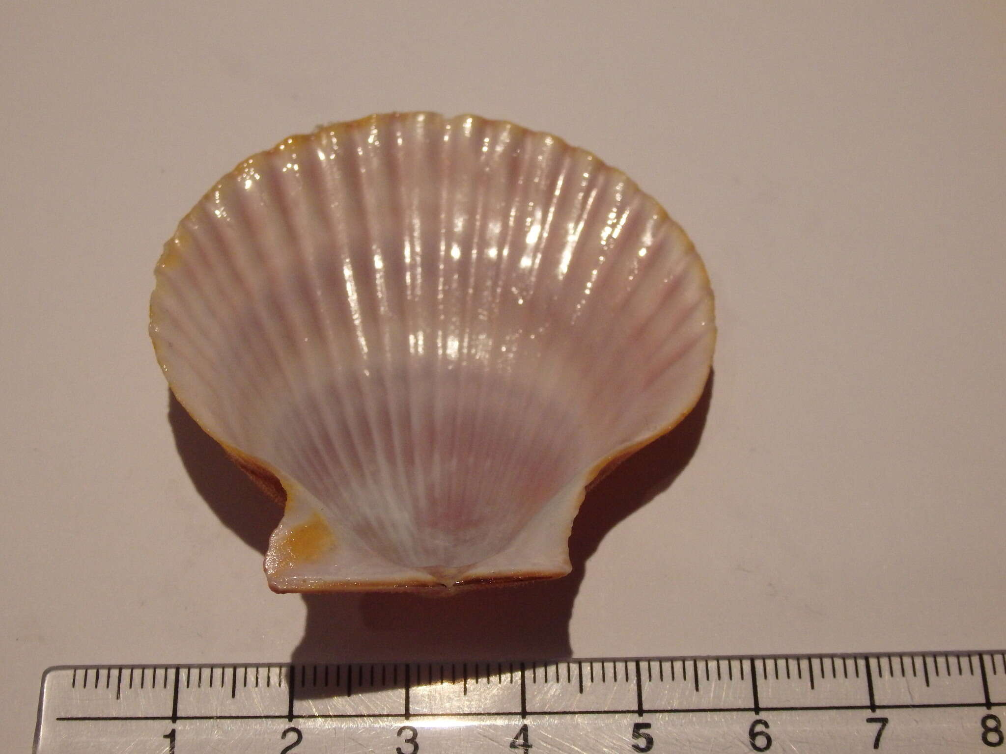 Image of austral scallop