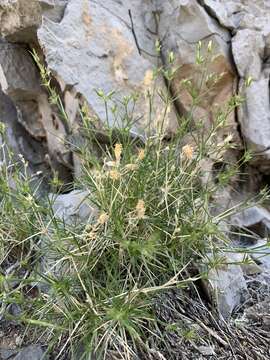 Image of Meadow Valley sandwort