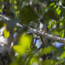 Image of Olive Long-tailed Cuckoo