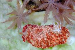 Image of Reticulated red slug