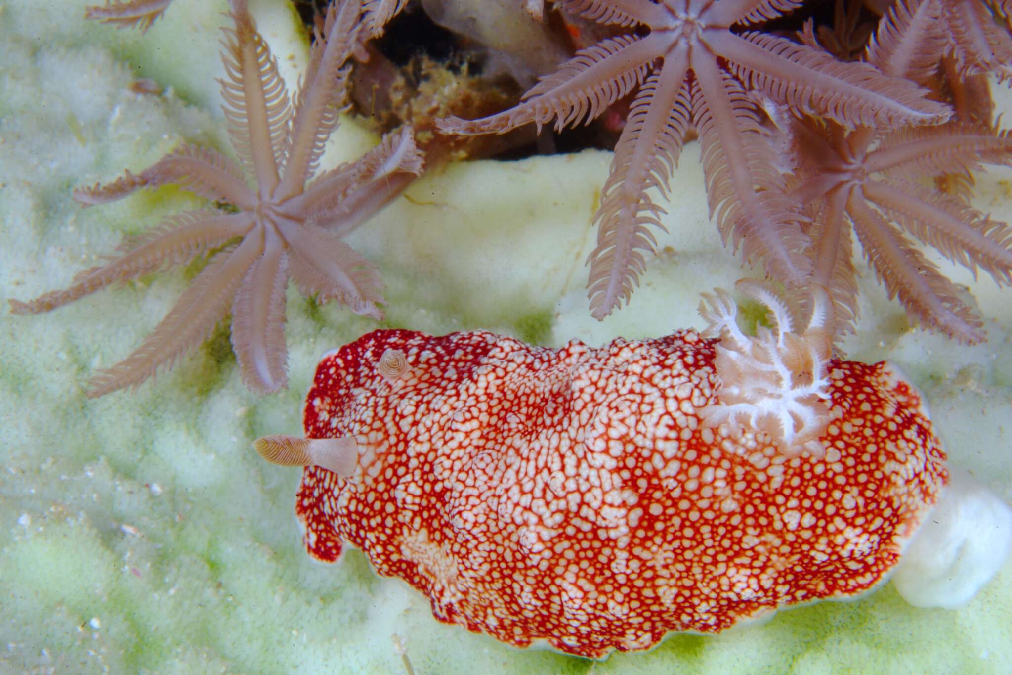 Image of Reticulated red slug