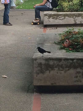 Image of Greater Antillean Grackle