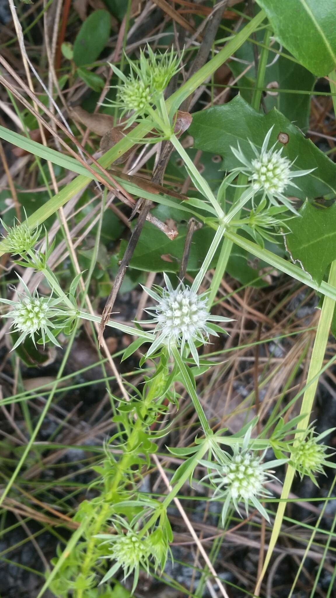 Eryngium aromaticum Baldw. resmi