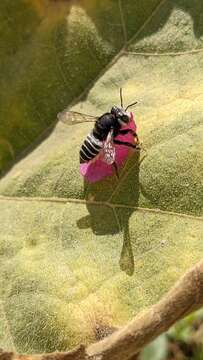 Imagem de Megachile aricensis Friese 1904