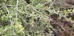 Image of California desert-thorn