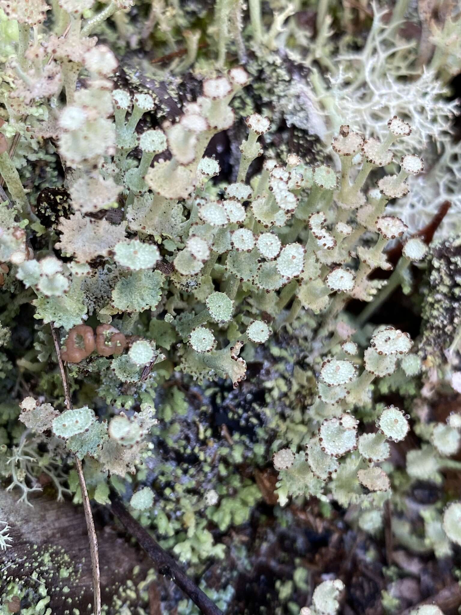 Imagem de Cladonia rappii A. Evans