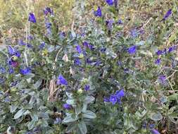 Plancia ëd Echium rosulatum subsp. davaei (Rouy) Coutinho