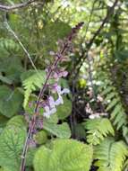 Image de Plectranthus rubropunctatus Codd