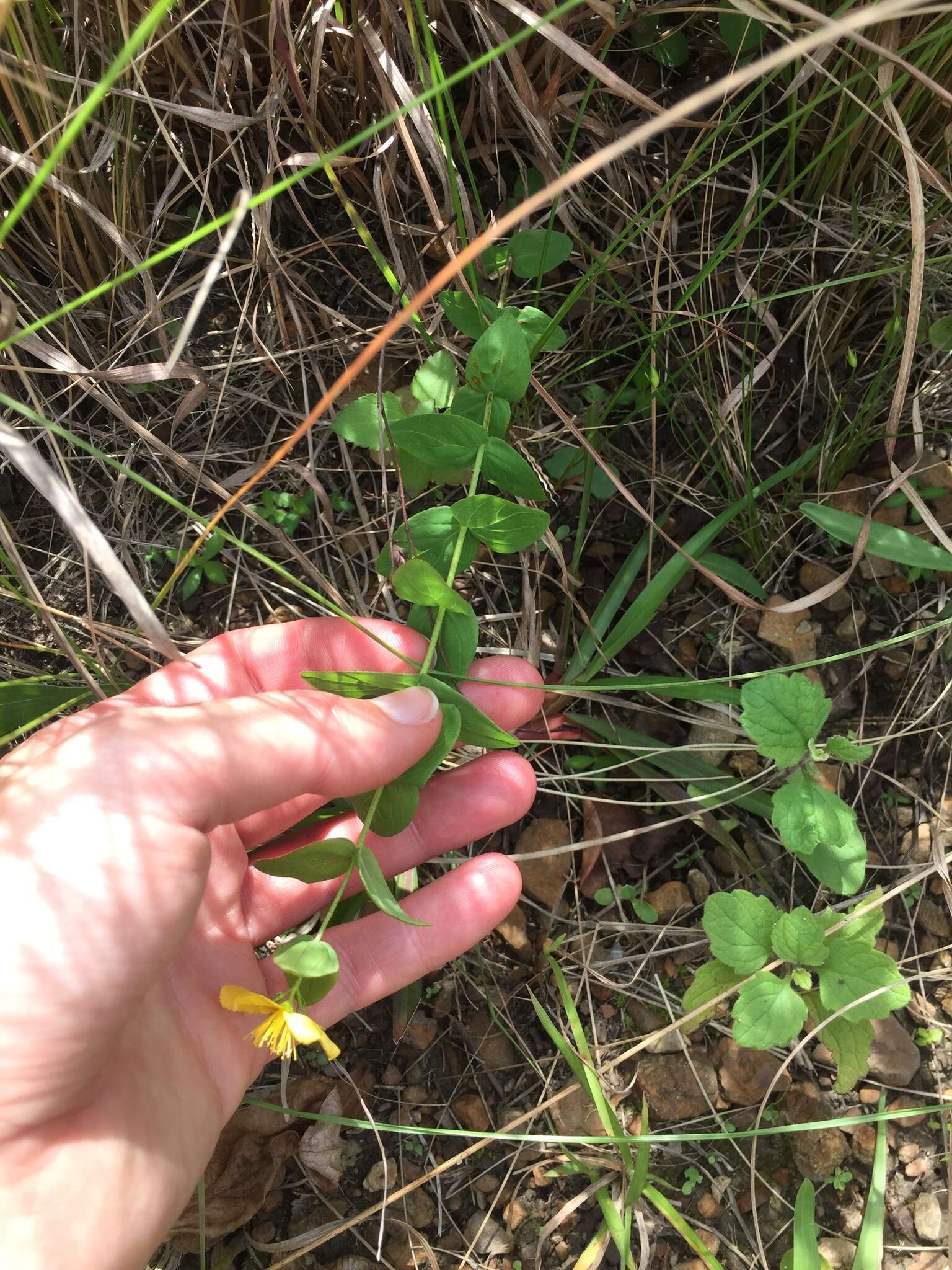 Imagem de Hypericum aethiopicum Thunb.