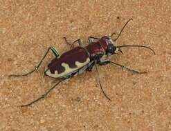 Image of Beautiful tiger beetle