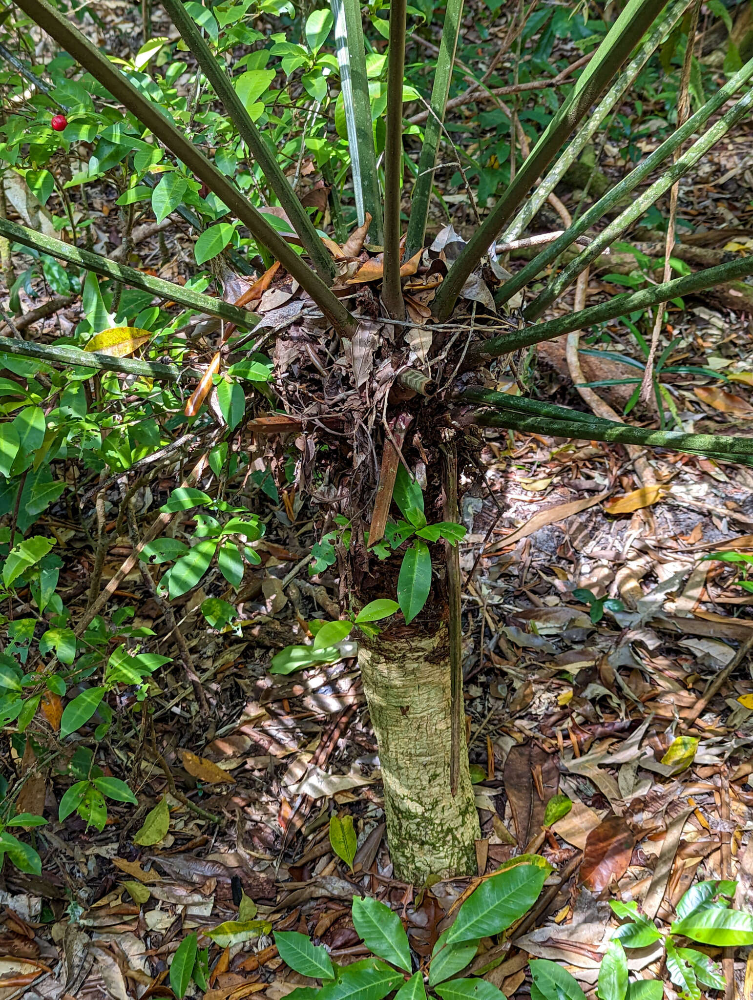 Image of Lepidozamia hopei Regel