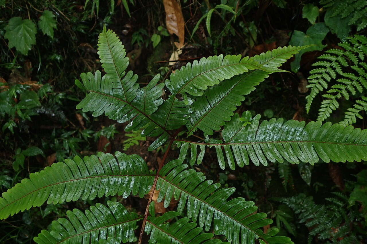 Sivun Pteris setulosocostulata Hayata kuva