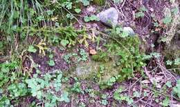 Image of Stag's-horn Clubmoss