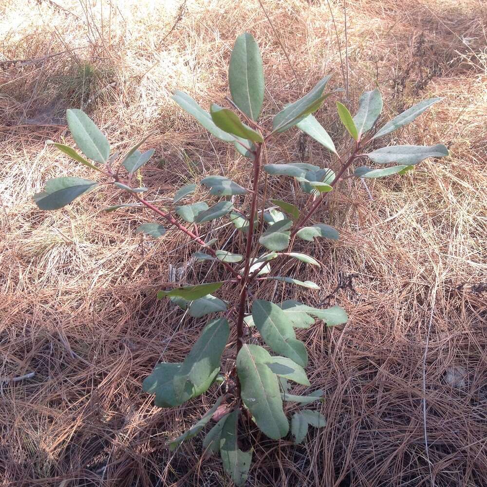 Image of Texas madrone