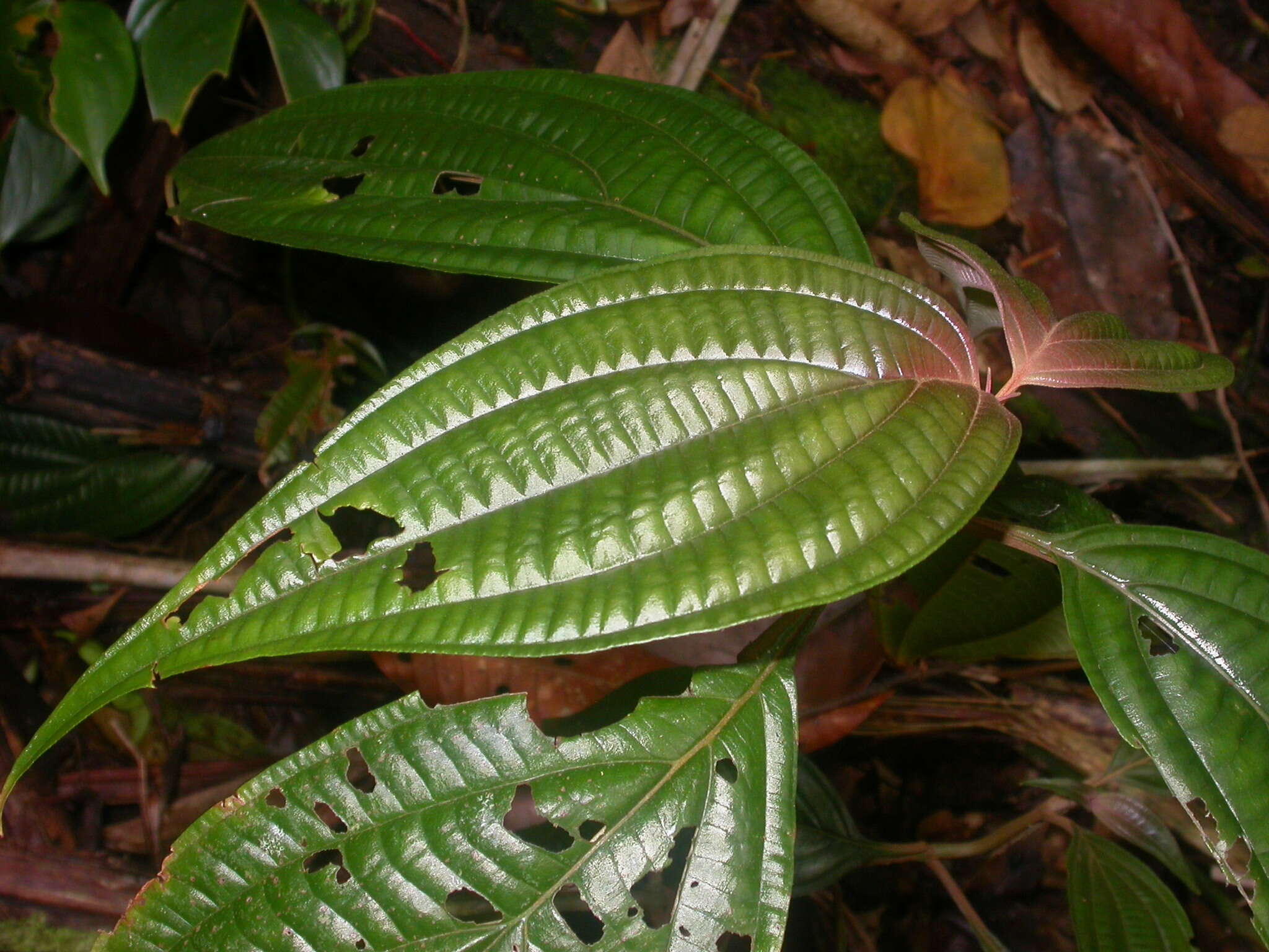 Image de Miconia septuplinervia