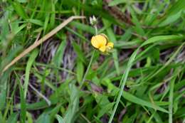 Image of Crotalaria bupleurifolia Cham. & Schltdl.