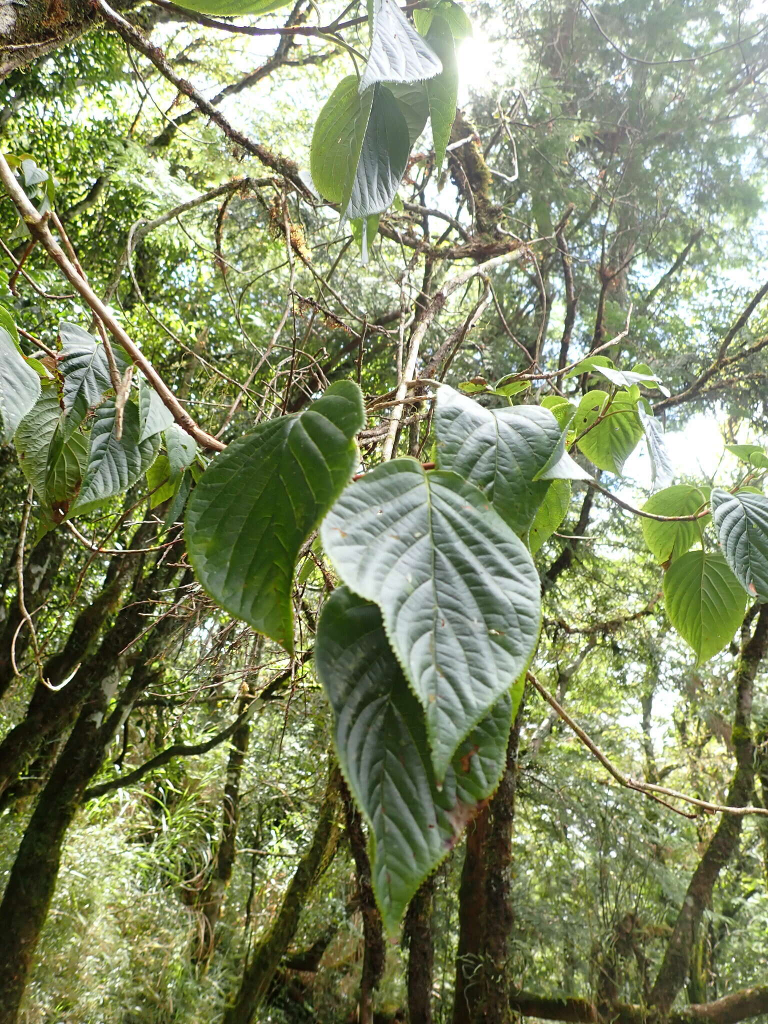 Image of Climbing Hydrangea