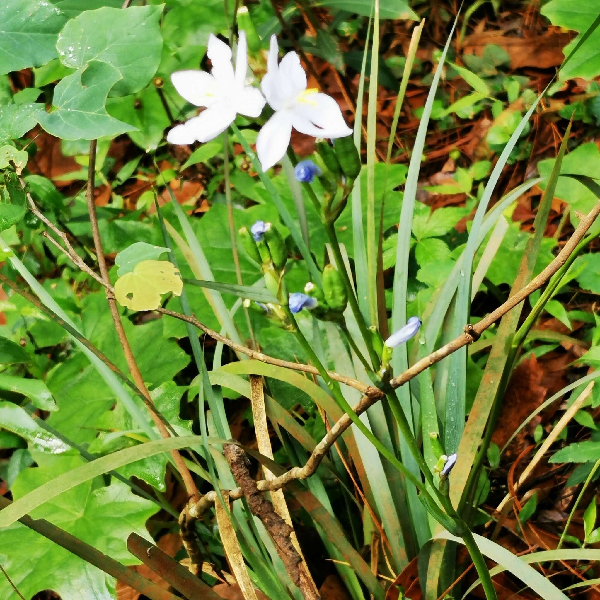 Orthrosanthus exsertus (R. C. Foster) Ravenna的图像