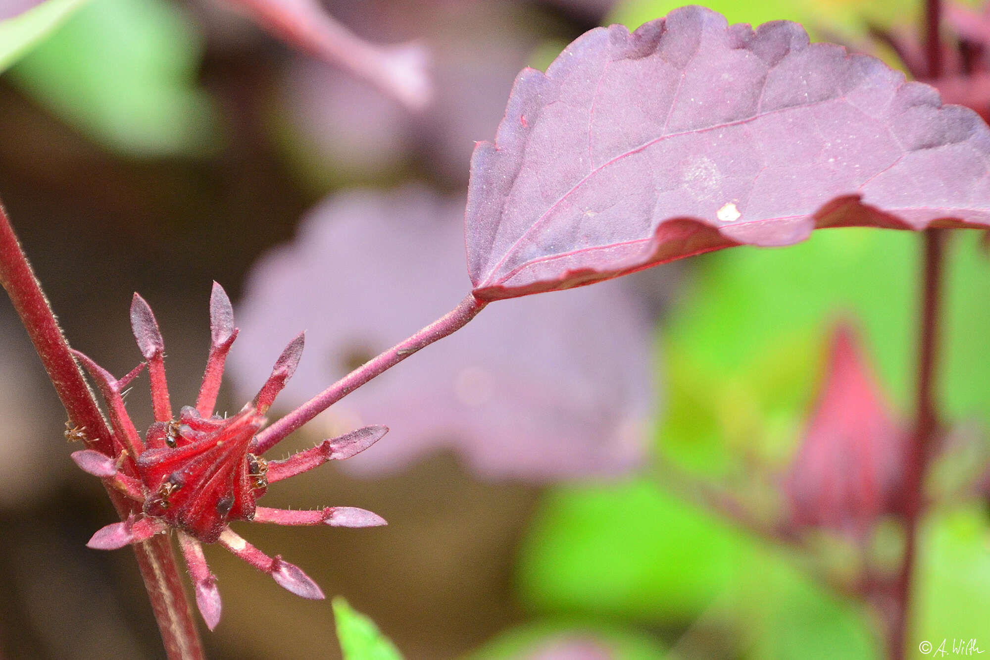 Image of African rosemallow