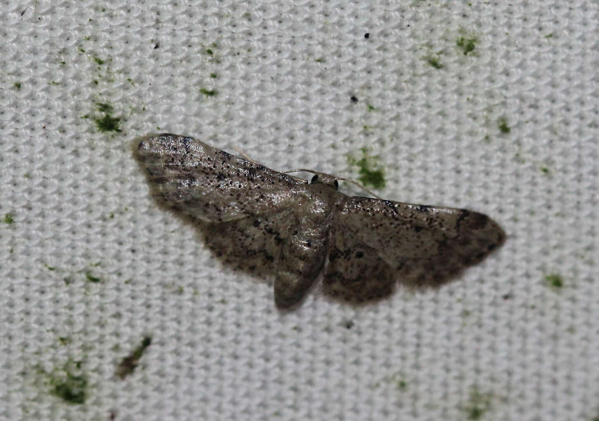 Image of Idaea pervertipennis Hulst 1900