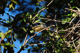 Image of Tufted Tit-Tyrant