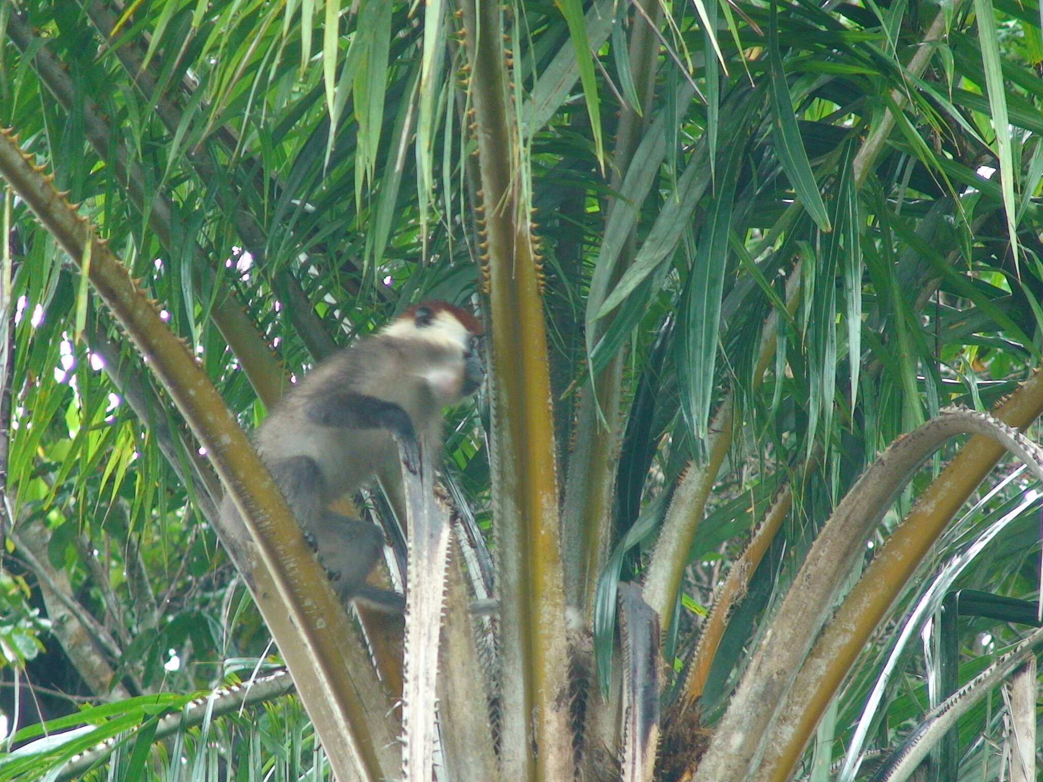 Image of Collared Mangabey