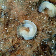 Image of worm shell