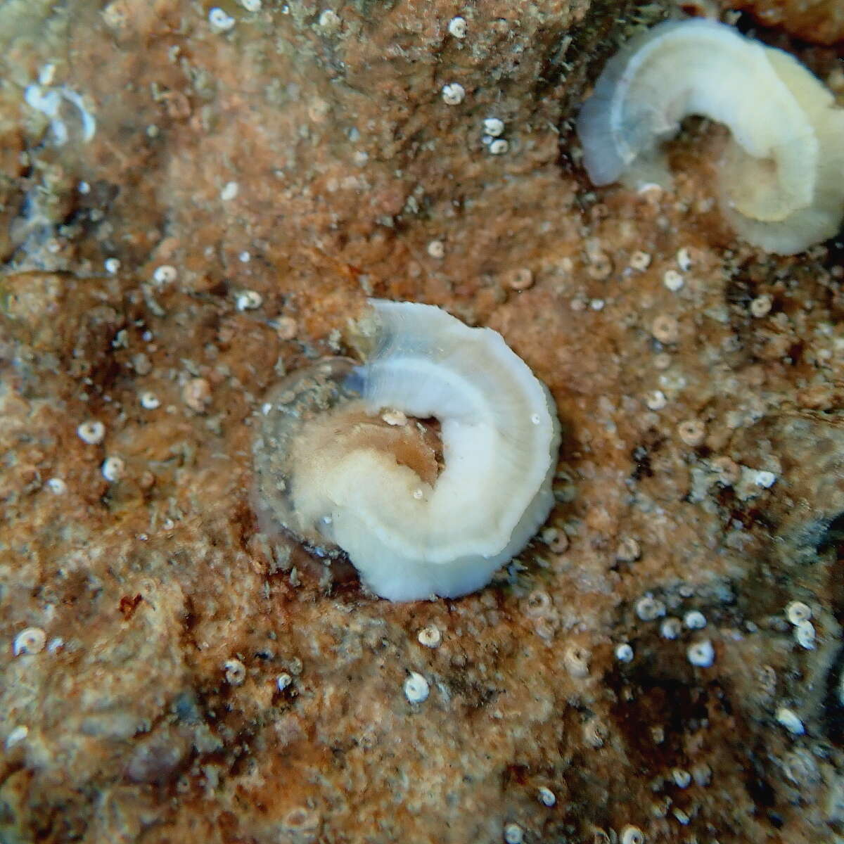 Image of worm shell