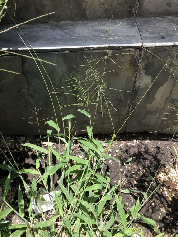 Image of velvet crabgrass