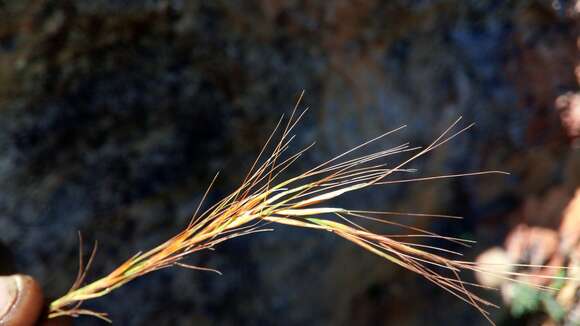 Image of Sartidia isaloensis Voronts., Razanats. & Besnard