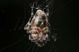 Image of Humpbacked orbweaver