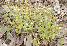 Image of Cerastium glutinosum Fries