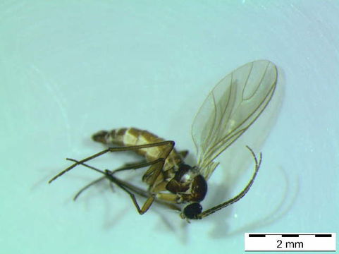 539.scino bf sci 00288 1421171750 jpg.580x360