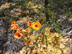 Imagem de Pileanthus peduncularis Endl.