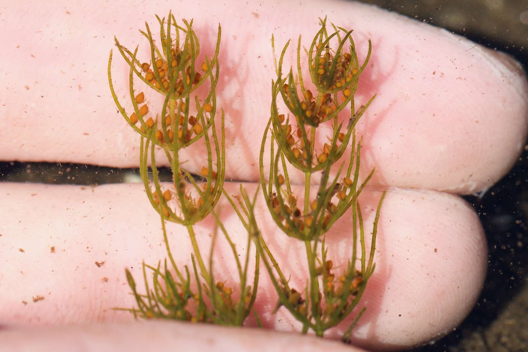 Image of Fragile Stonewort