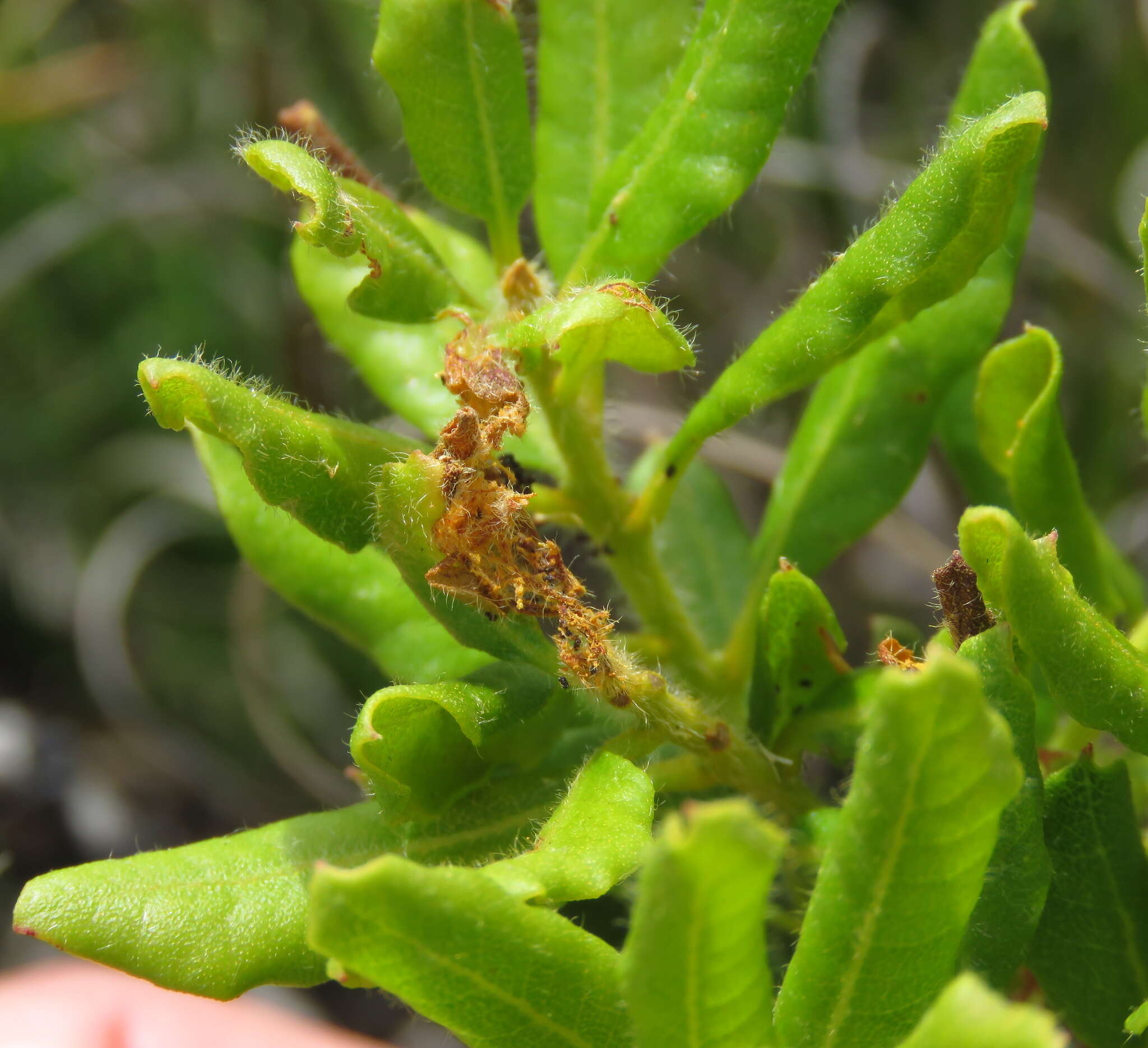 Image of Morella kraussiana (Buchfinger ex Meisn.) D. B. Killick