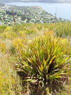 Image of Watsonia pillansii L. Bolus