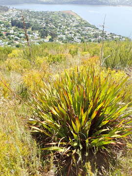 صورة Watsonia pillansii L. Bolus