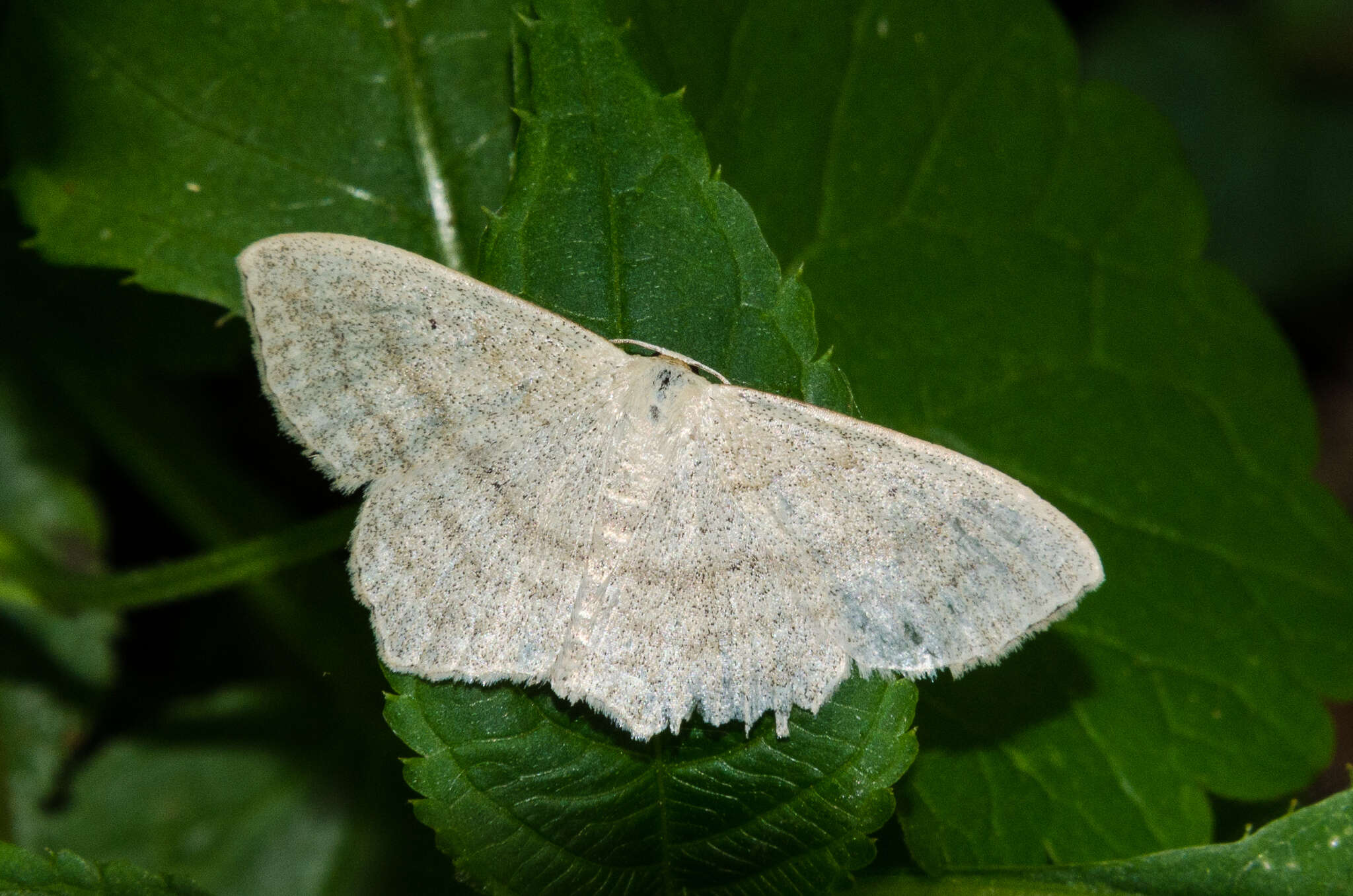 Scopula nigropunctata Hüfnagel 1767的圖片