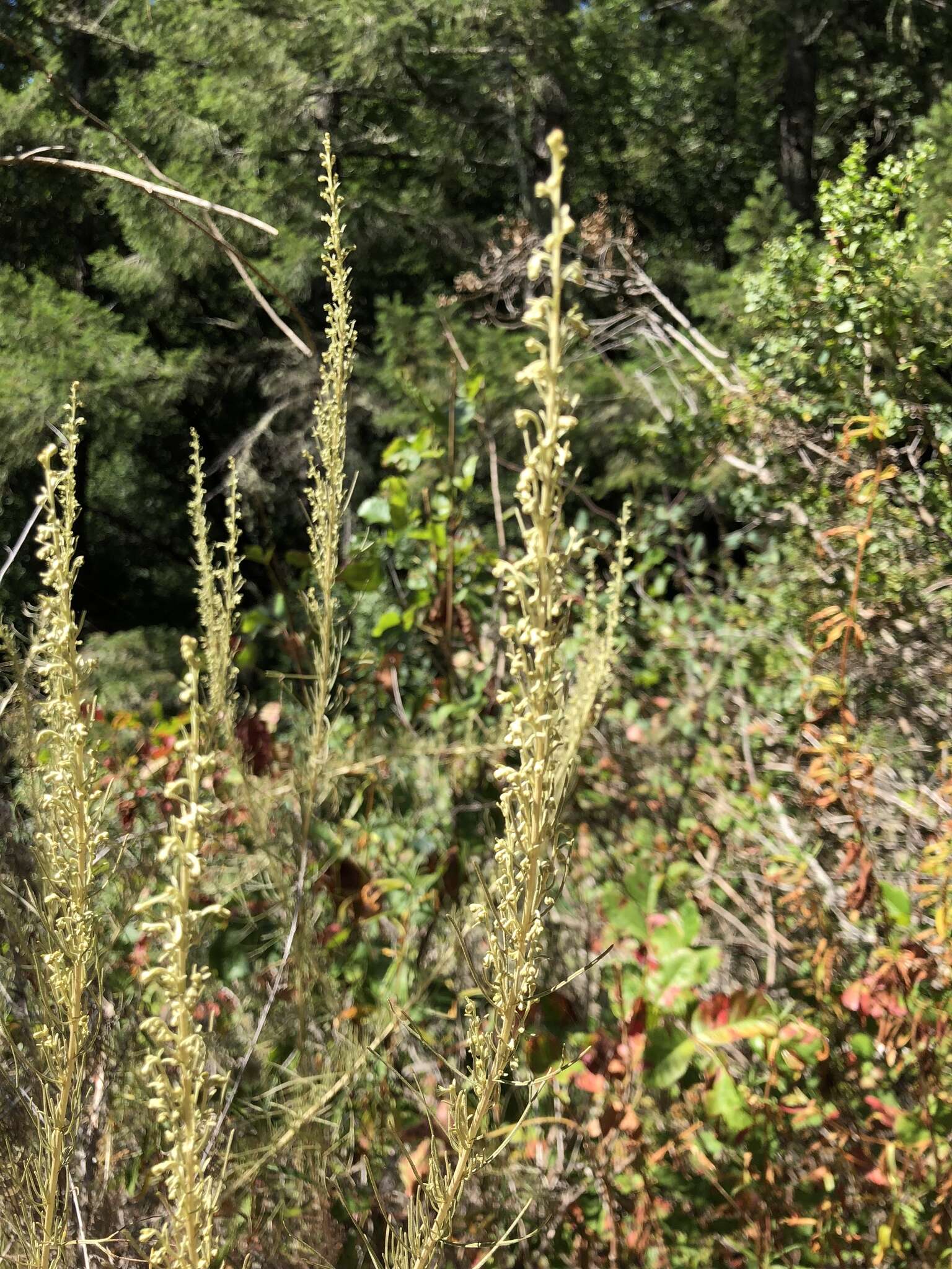 Image de Platanthera elongata (Rydb.) R. M. Bateman