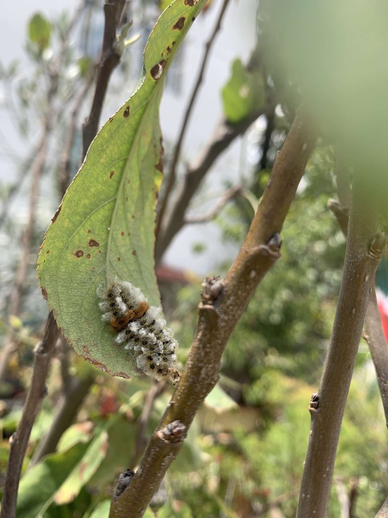 صورة Megalopyge defoliata Walker 1855