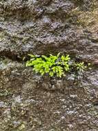 Image of plagiothecium moss