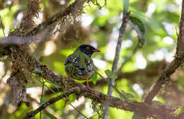 صورة Pipreola arcuata (Lafresnaye 1843)