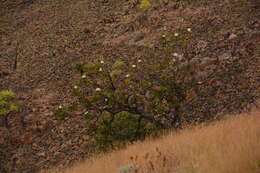 Plancia ëd Protea comptonii Beard