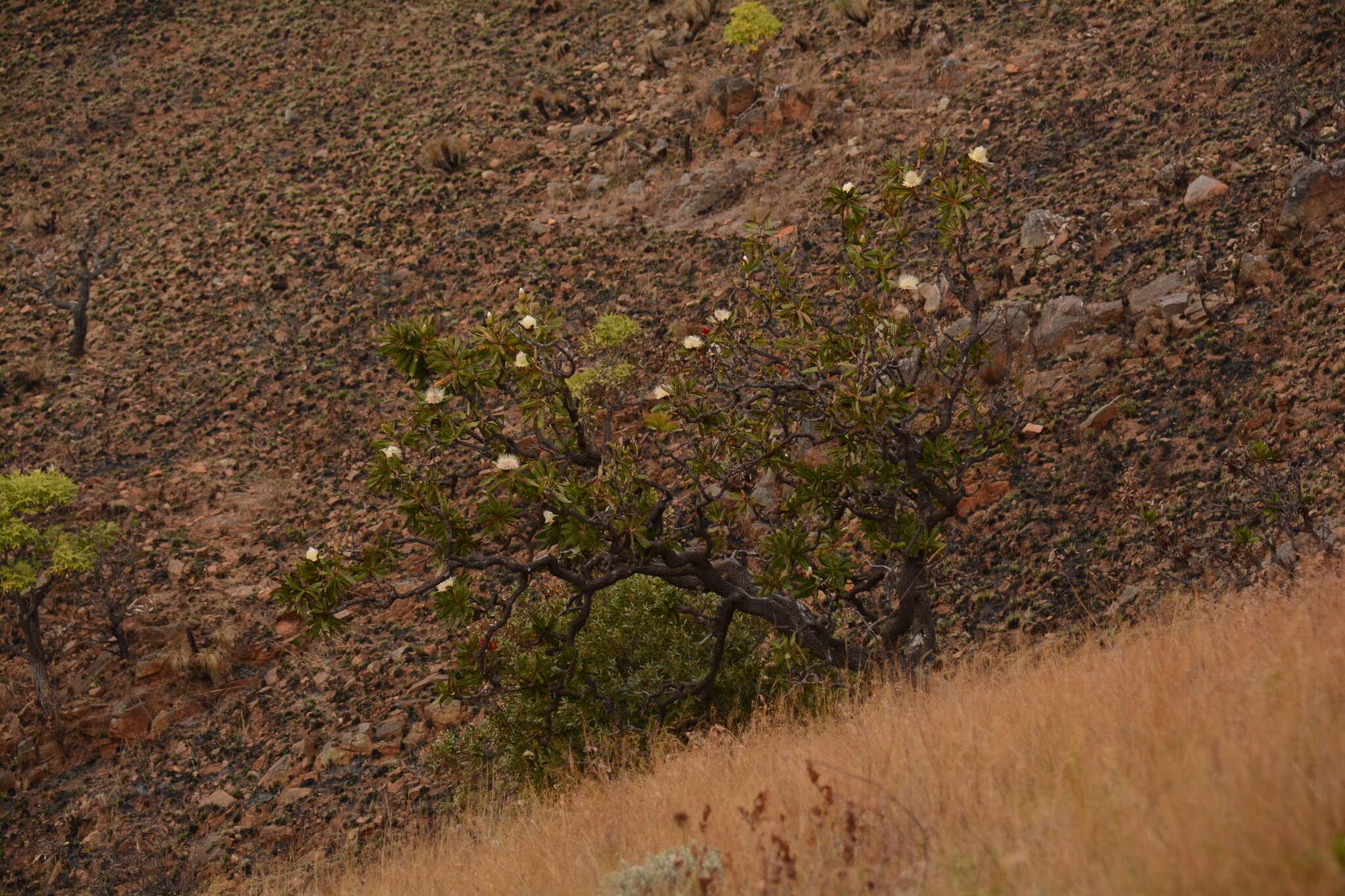 Plancia ëd Protea comptonii Beard