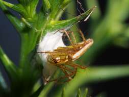 Image of Oxyopes macilentus L. Koch 1878