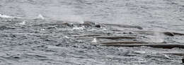 Image of giant beaked whale